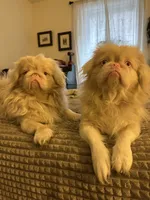 processed/2195b0cc-4518-4710-92e1-0247c453aab9/listing/ec40f09a-d618-487f-8479-fafc03e09a84/3a33e901-b496-46bd-89d6-77b48a19ea45