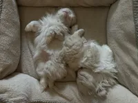 processed/2195b0cc-4518-4710-92e1-0247c453aab9/listing/ec40f09a-d618-487f-8479-fafc03e09a84/70e3dcb9-eba3-478e-ae5c-944c7f4a6dd4