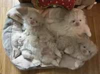 processed/2195b0cc-4518-4710-92e1-0247c453aab9/listing/ec40f09a-d618-487f-8479-fafc03e09a84/909c94c4-fb8c-4f7d-9c3d-00e0d140dedd