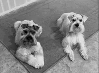 Baby Boy BLU!, a male Miniature Schnauzer for sale in Orlando, FL – 7 of 7