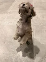 Lea, a female Miniature Schnauzer for sale in Orlando, FL – 2 of 7