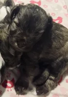 Baby Boy BLU!, a male Miniature Schnauzer for sale in Orlando, FL – 1 of 7