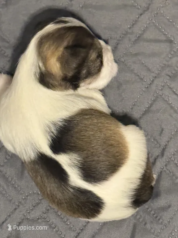 Baby Tinkerbell – Miniature Schnauzer puppy for sale in Orlando, FL