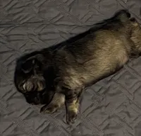 Baby Boy BLU!, a male Miniature Schnauzer for sale in Orlando, FL – 5 of 7