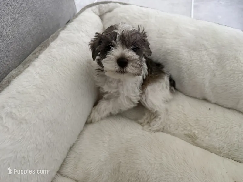 Pinkie – Miniature Schnauzer puppy for sale in Orlando, FL