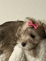 Lea, a female Miniature Schnauzer for sale in Orlando, FL – 3 of 7