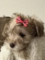 Lea, a female Miniature Schnauzer for sale in Orlando, FL – 4 of 7