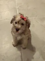 Lea, a female Miniature Schnauzer for sale in Orlando, FL – 5 of 7