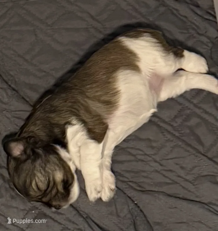 Pinkie – Miniature Schnauzer puppy for sale in Orlando, FL