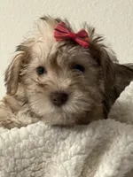 Lea, a female Miniature Schnauzer for sale in Orlando, FL – 6 of 7