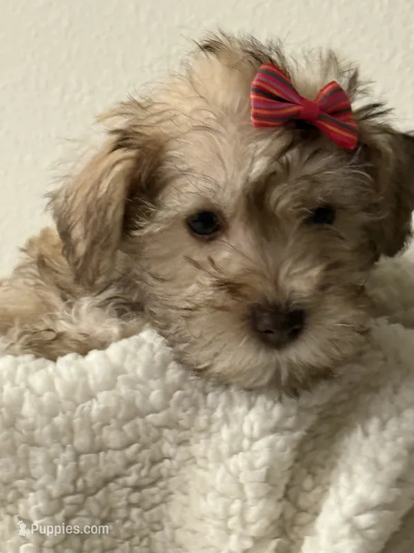 Lea – Miniature Schnauzer puppy for sale in Orlando, FL