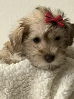 Lea, a female Miniature Schnauzer for sale in Orlando, FL – 1 of 7