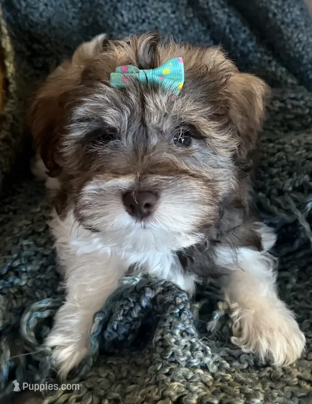 Pinkie – Miniature Schnauzer puppy for sale in Orlando, FL