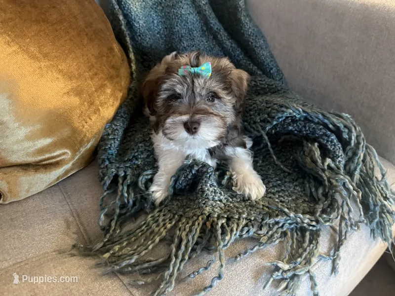 Pinkie – Miniature Schnauzer puppy for sale in Orlando, FL