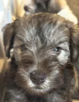 Baby Boy BLU!, a male Miniature Schnauzer for sale in Orlando, FL – 2 of 7