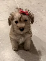 Lea, a female Miniature Schnauzer for sale in Orlando, FL – 7 of 7