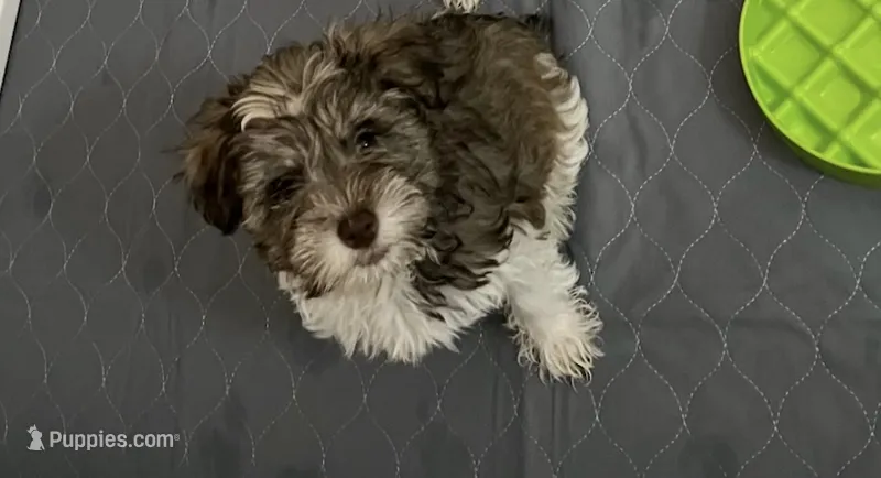 Pinkie – Miniature Schnauzer puppy for sale in Orlando, FL