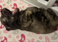 Baby Boy BLU!, a male Miniature Schnauzer for sale in Orlando, FL – 3 of 7