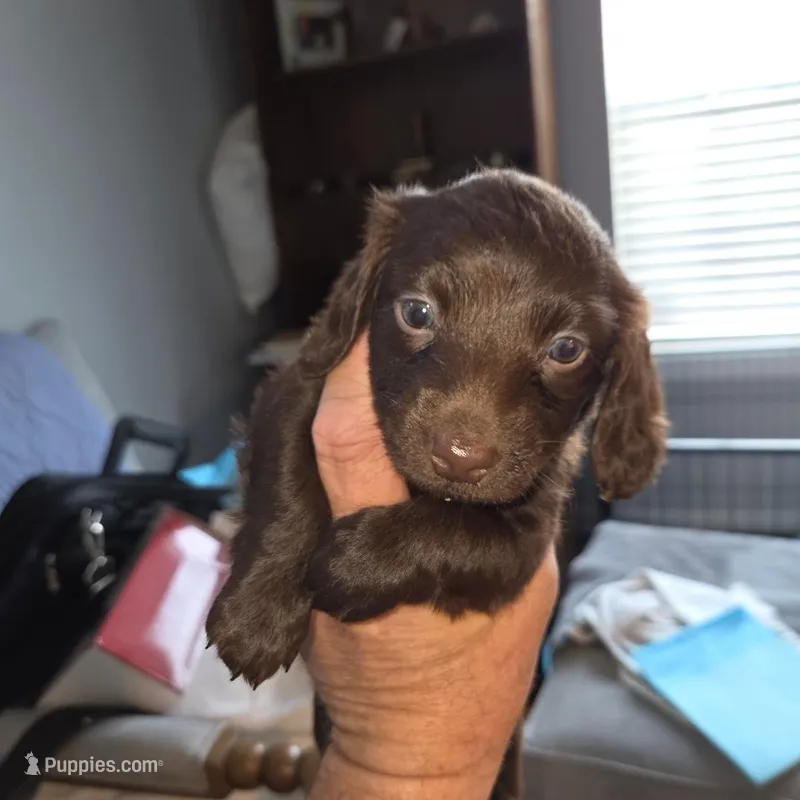 Dark Chocolate – Miniature Dachshund puppy for sale in Rowlett, TX