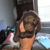 Dark Chocolate, a female Miniature Dachshund for sale in Rowlett, TX – 1 of 6