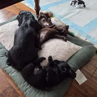 Dark Chocolate, a female Miniature Dachshund for sale in Rowlett, TX – 3 of 6