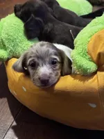 Bubble Gum, a male Miniature Dachshund for sale in Rowlett, TX – 5 of 8