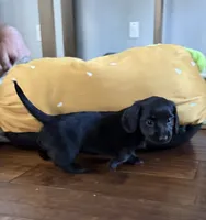 Tank, a male Miniature Dachshund for sale in Rowlett, TX – 4 of 7