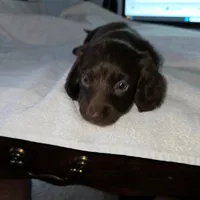 Baby, a female Miniature Dachshund for sale in Rowlett, TX – 1 of 4