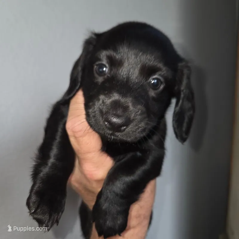Tank – Miniature Dachshund puppy for sale in Rowlett, TX