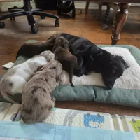 Dark Chocolate, a female Miniature Dachshund for sale in Rowlett, TX – 5 of 6