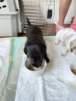 Tank, a male Miniature Dachshund for sale in Rowlett, TX – 3 of 7