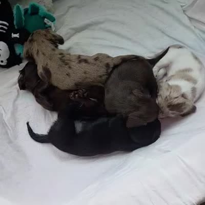 Dark Chocolate, a female Miniature Dachshund for sale in Rowlett, TX – 6 of 6