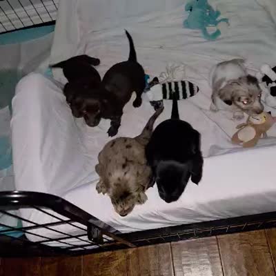 Tank, a male Miniature Dachshund for sale in Rowlett, TX – 7 of 7
