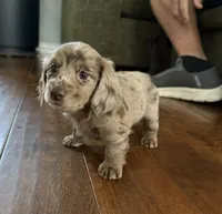 Cookie, a female Miniature Dachshund for sale in Rowlett, TX – 1 of 5