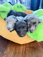 Cookie, a female Miniature Dachshund for sale in Rowlett, TX – 4 of 5