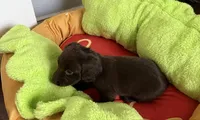 Baby, a female Miniature Dachshund for sale in Rowlett, TX – 2 of 4