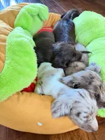 Bubble Gum, a male Miniature Dachshund for sale in Rowlett, TX – 2 of 8