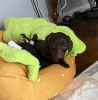 Dark Chocolate, a female Miniature Dachshund for sale in Rowlett, TX – 2 of 6