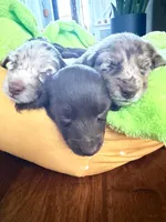 Dark Chocolate, a female Miniature Dachshund for sale in Rowlett, TX – 4 of 6