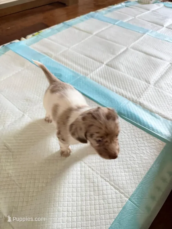 Bubble Gum – Miniature Dachshund puppy for sale in Rowlett, TX