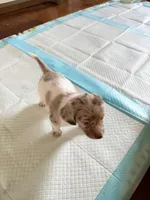 Bubble Gum, a male Miniature Dachshund for sale in Rowlett, TX – 1 of 8