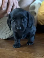 Tank, a male Miniature Dachshund for sale in Rowlett, TX – 6 of 7