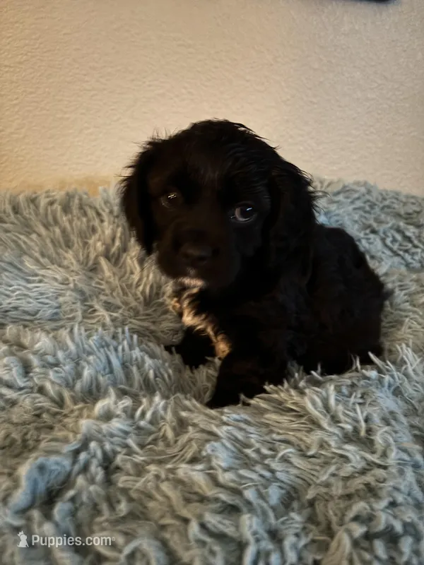 Winston – Cavachon puppy for sale in Olympia, WA