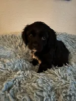 Winston, a male Cavachon for sale in Olympia, WA – Photo 1 of 4