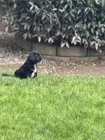 Winston, a male Cavachon for sale in Olympia, WA – Photo 3 of 4