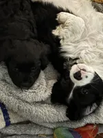 Winston, a male Cavachon for sale in Olympia, WA – Photo 2 of 4