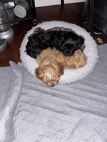 Winston, a male Cavachon for sale in Olympia, WA – Photo 4 of 4