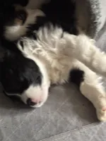 Benji, a male Cavachon for sale in Olympia, WA – Photo 3 of 4