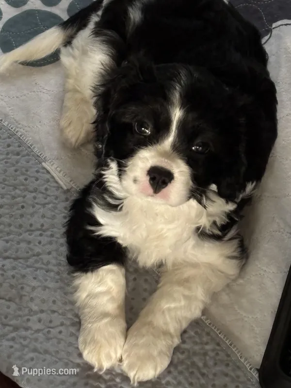 Benji – Cavachon puppy for sale in Olympia, WA