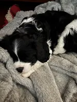 Benji, a male Cavachon for sale in Olympia, WA – Photo 4 of 4